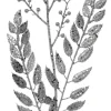 Decorator's Warehouse 29” Glitter Smilax Berry Spray - Silver > White Christmas|Christmas Decor