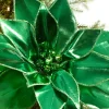 Decorator's Warehouse 24" Green Retro Poinsettia Stem with Jingle Bells > Traditional|Nutcracker