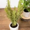 Decorator's Warehouse 9” Herb in a Pot - Rosemary > Christmas Decor|Spring Florals
