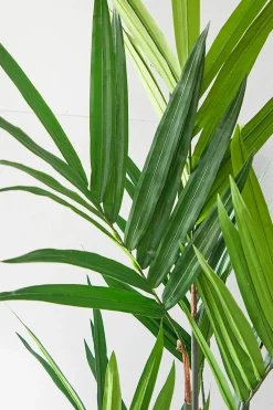 Decorator's Warehouse 5' Kentia Palm Potted > Christmas Decor|Spring Decor
