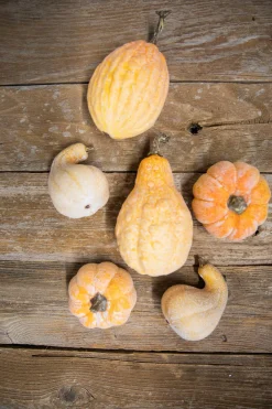 Decorator's Warehouse 6 Piece Pumpkins & Gourds with Mesh Bag > Fall Decor|Fall Decor