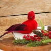 Decorator's Warehouse 13" Velvet & Feather Cardinal Clip Ornament > Christmas Ornaments|Cardinal